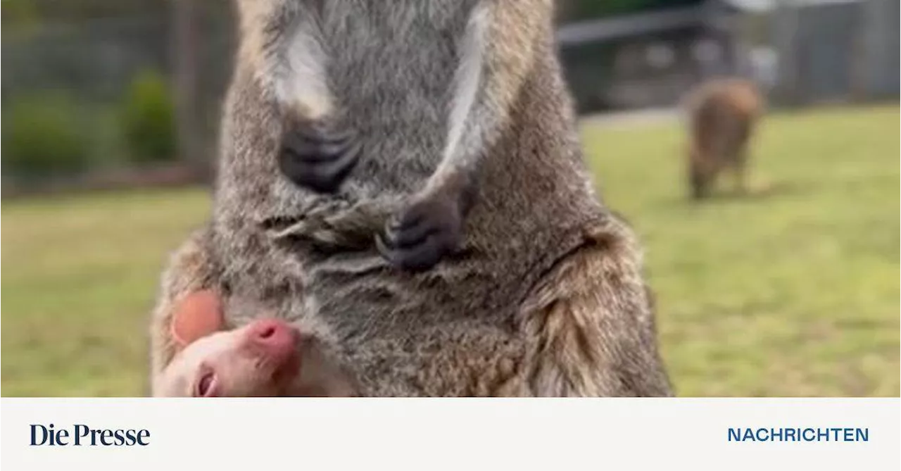 Seltenes Albino-Wallaby Olaf verzückt Australien