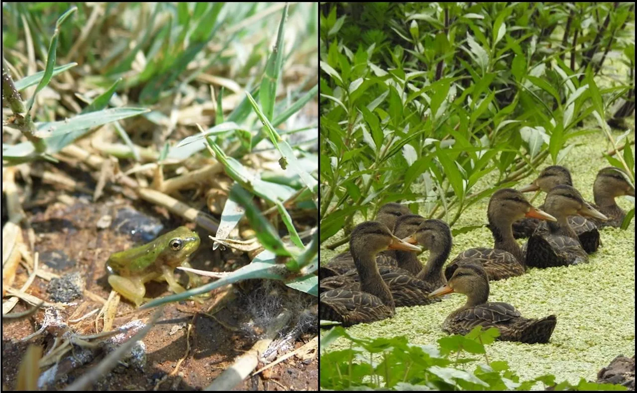 Regresan especies endémicas-nativas al humedal de Cuemanco gracias a trabajos de rehabilitación