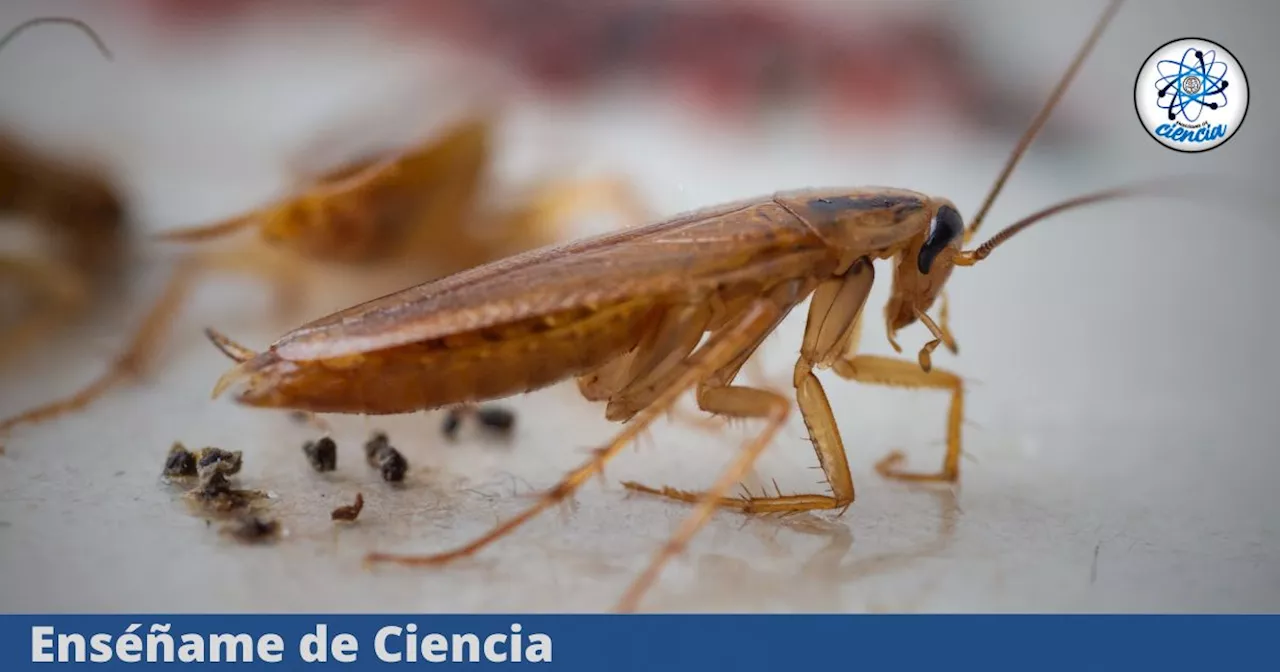 Adiós a las cucarachas: Cómo mantener tu cocina libre de plagas