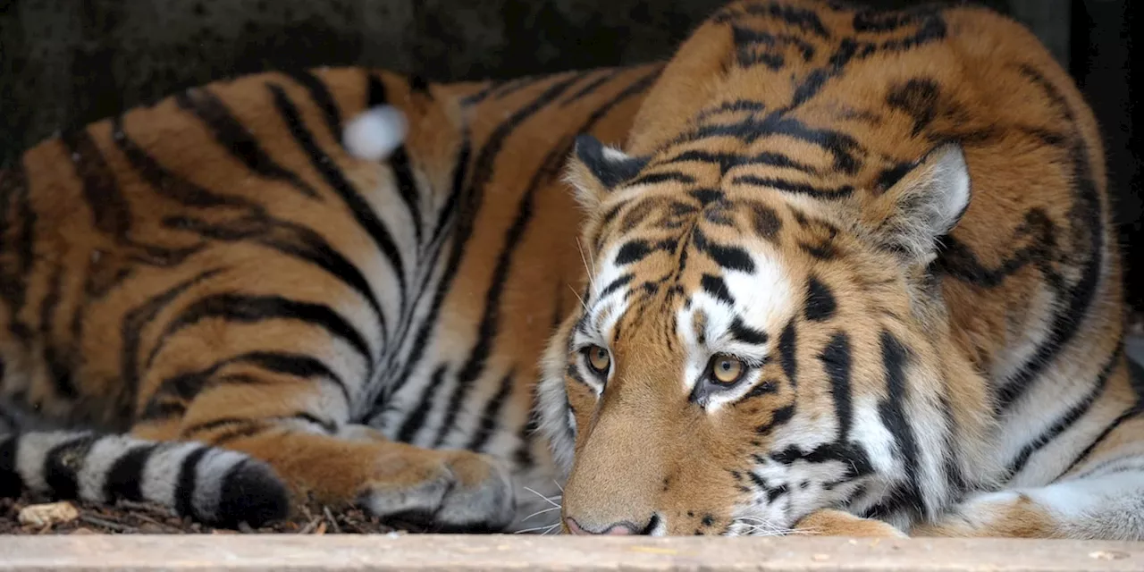 Ausbruch in vietnamesischen Zoos: Dutzende Tiger sterben an der Vogelgrippe