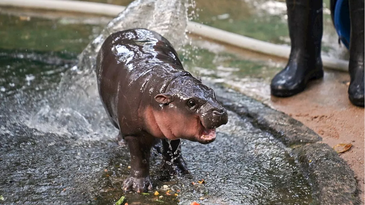 What Our Moo Deng Baby Hippo Obsession Says About Humanity