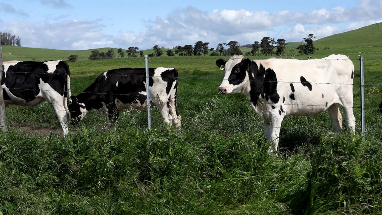 Two Dairy Workers Test Positive for H5 Bird Flu in California