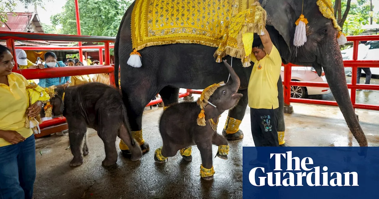 Elephant calves and golf dogs: photos of the day