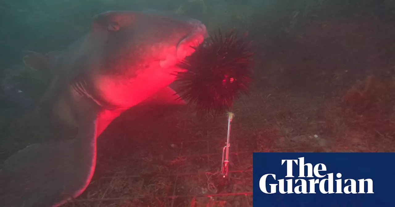 Sharks found to eat sea urchins as large as their heads in accidental discovery by Australian researchers