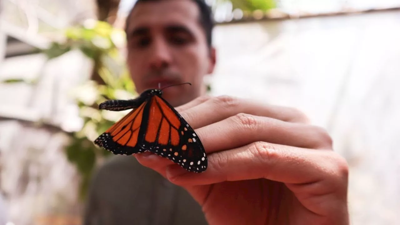 Preparan en Ciudad Acuña la tradicional bienvenida ambientalista a la mariposa monarca