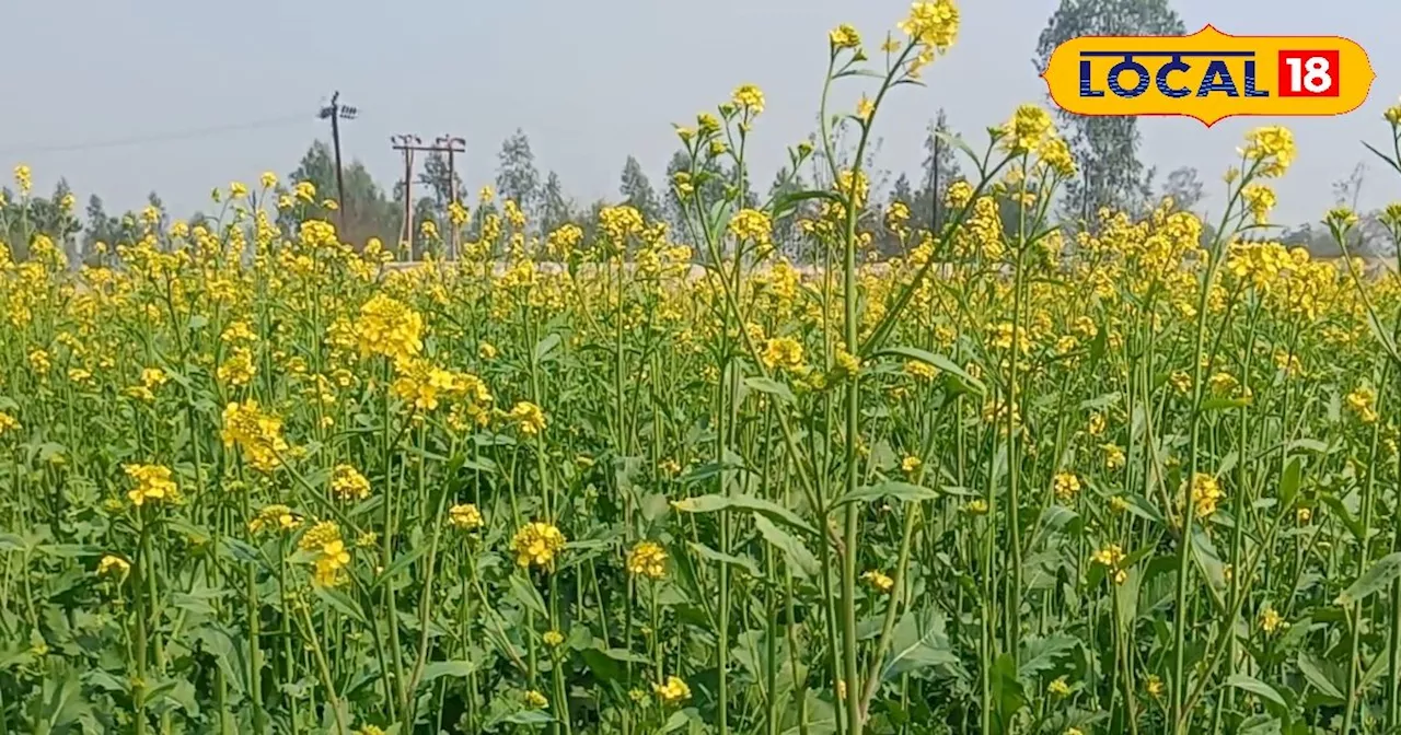 Mustard Farming : इस रवि सीजन लगाएं सरसों की ये किस्म, 28 क्विंटल प्रति हेक्टेयर होगा उत्पादन