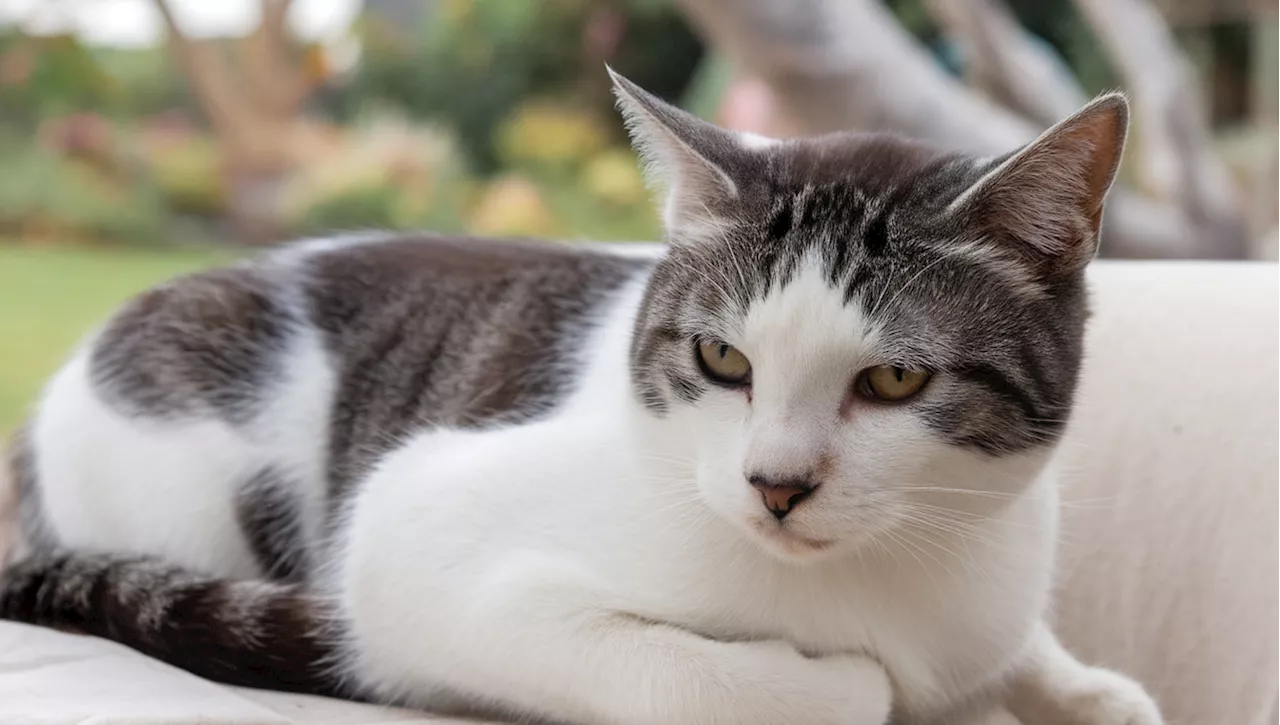 Adottano un gatto per tenere lontani i roditori, ma lui si dimostra un po’ troppo amichevole