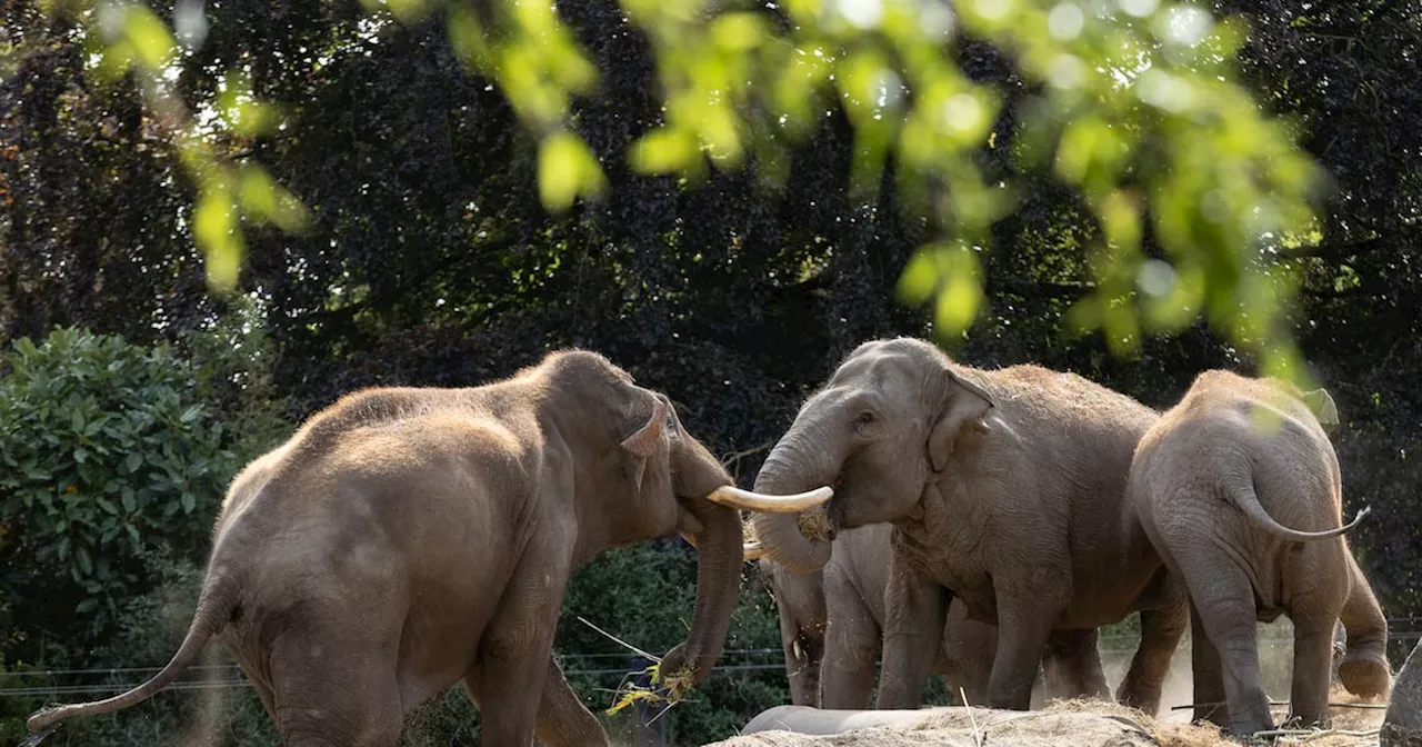 Virus outbreak to cost Dublin Zoo as much as €150,000