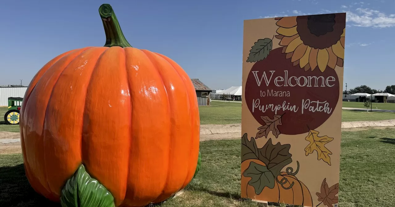 It's time for pumpkin picking: Marana Pumpkin Patch reopens Saturday