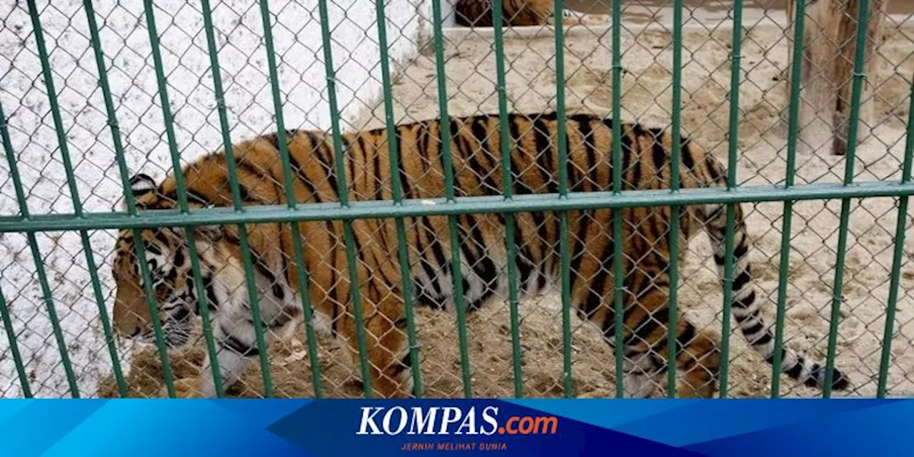 47 Harimau Mati Karena Flu Burung di Kebun Binatang Vietnam, Ancaman Pandemi Baru?