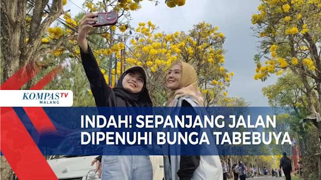 Festival Bunga Tabebuya Jadi Daya Tarik Pengunjung