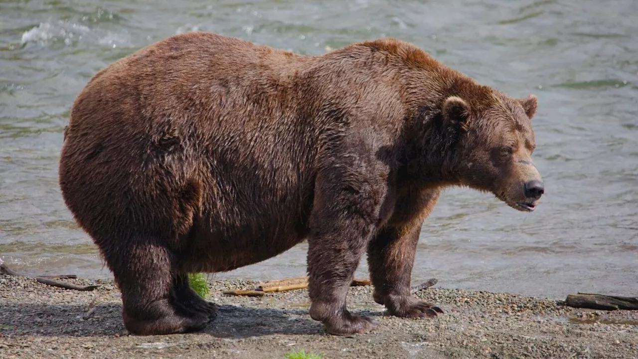 Fat Bear Week returns to Katmai National Park