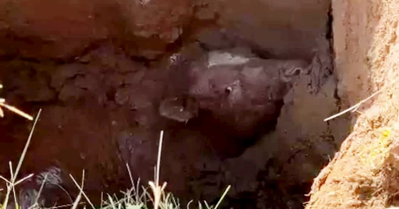 Bullock rescued by firefighters after getting stuck down sinkhole