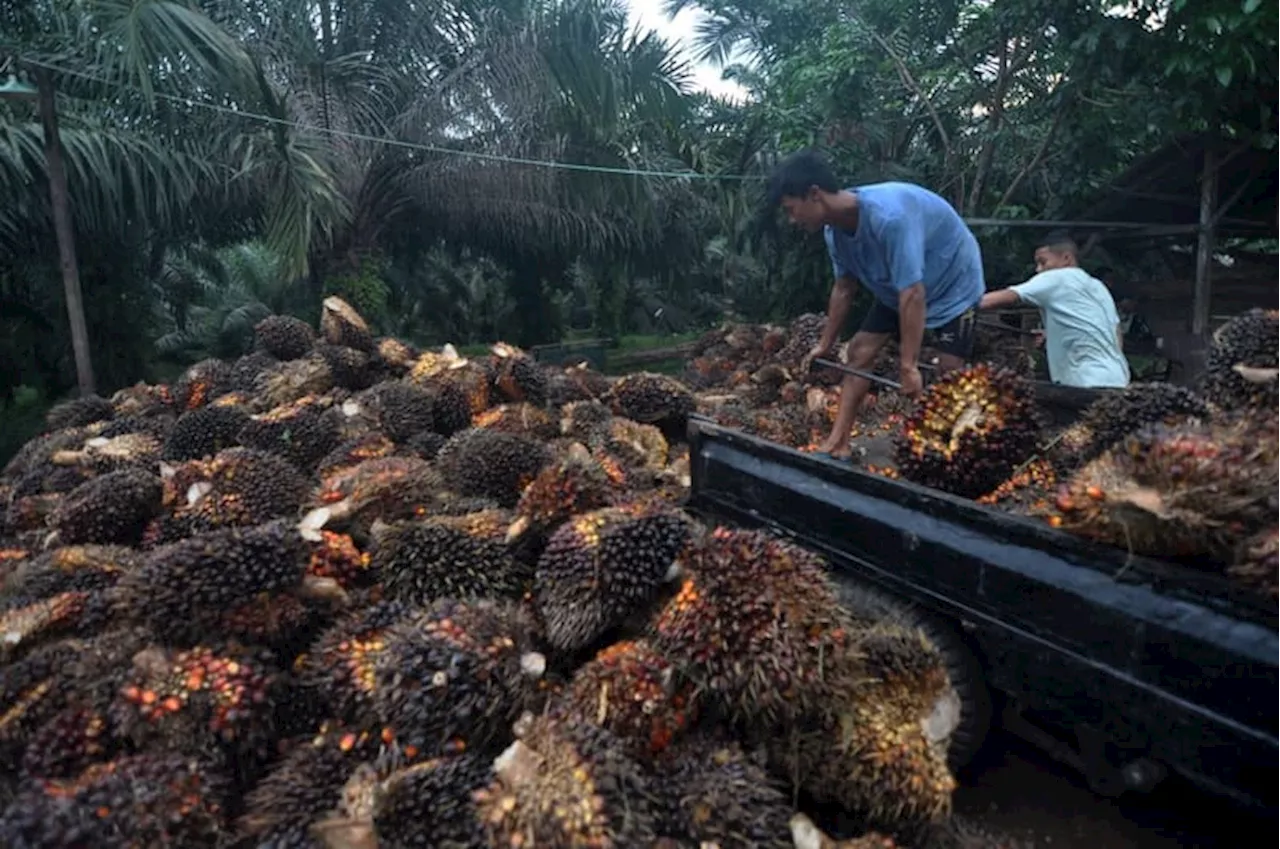 BPDPKS Dorong Perluasan Pemasaran Produk Berbasis Kelapa Sawit