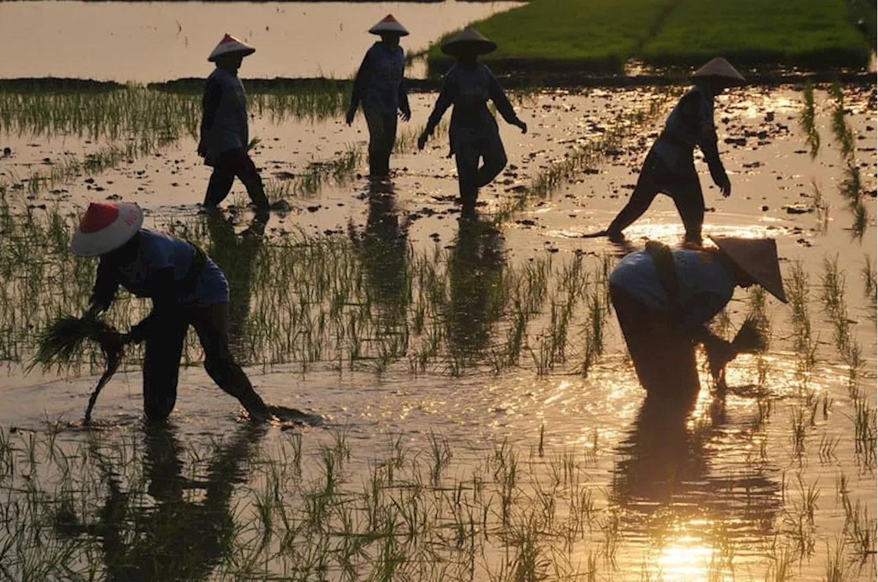 Petani Diimbau Tanam Padi Serempak pada Oktober 2024