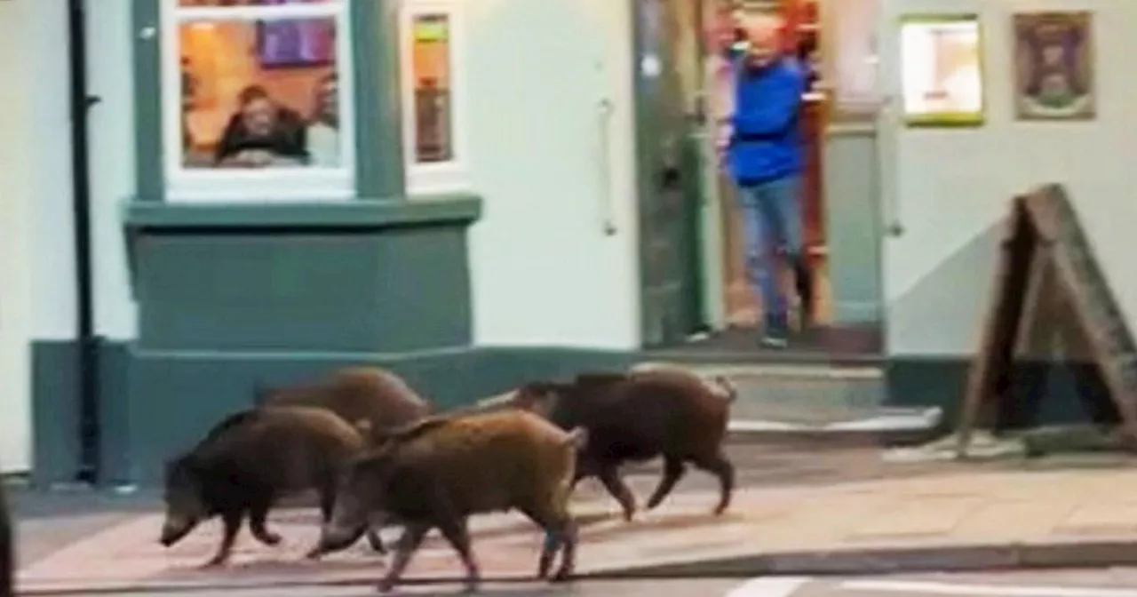 Five wild boars spotted strolling on a 'night out' in town