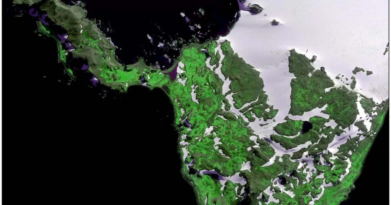 Worrying satellite image shows Antarctica is turning green at a 'dramatic' rate