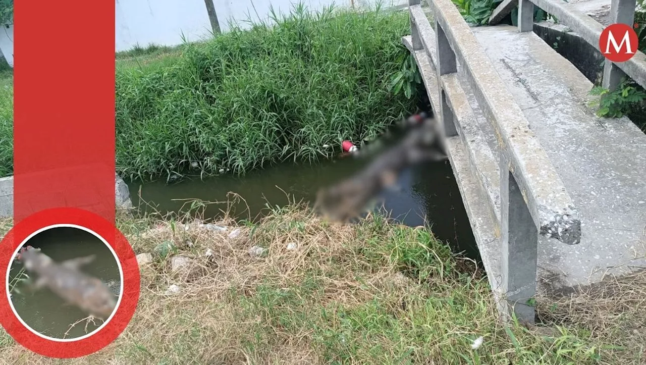 Encuentran cocodrilo muerto en tren pluvial de la colonia Candelario Garza en Ciudad Madero