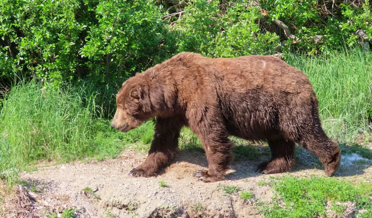 „Fat Bear“-Wahl in Alaska – Wer siegt als dickster Braunbär?