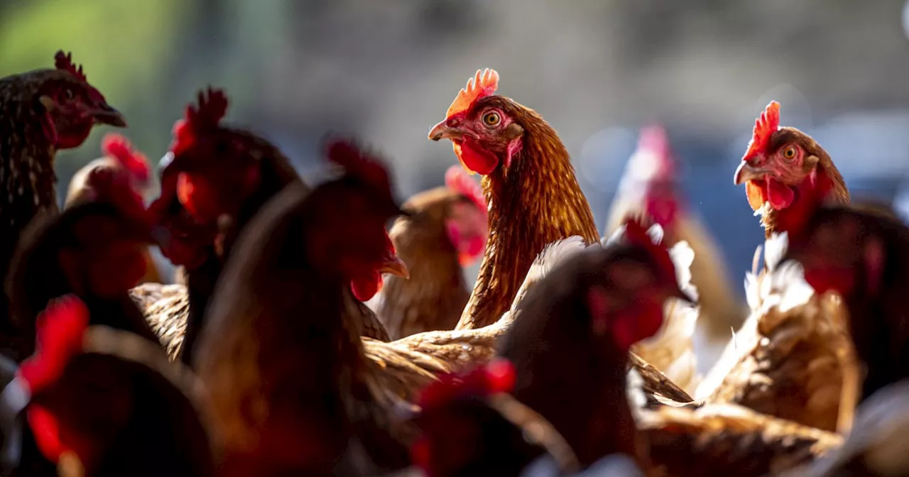 Seven People Develop Symptoms After Possible Bird Flu Exposure in Missouri Hospital