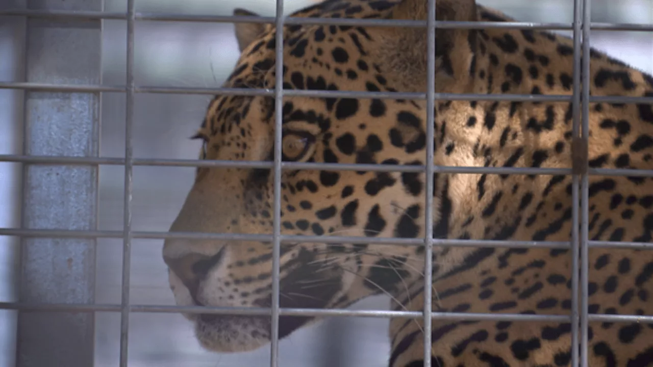 Rescuers reveal tragic background of trafficked jaguar cub abandoned in Alpine