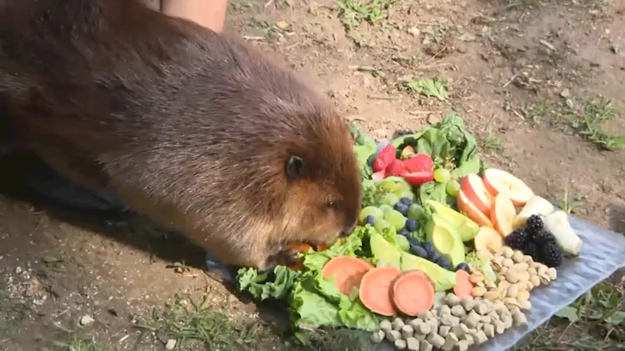 Nibi the beaver meets the governor who let her stay in her adopted home