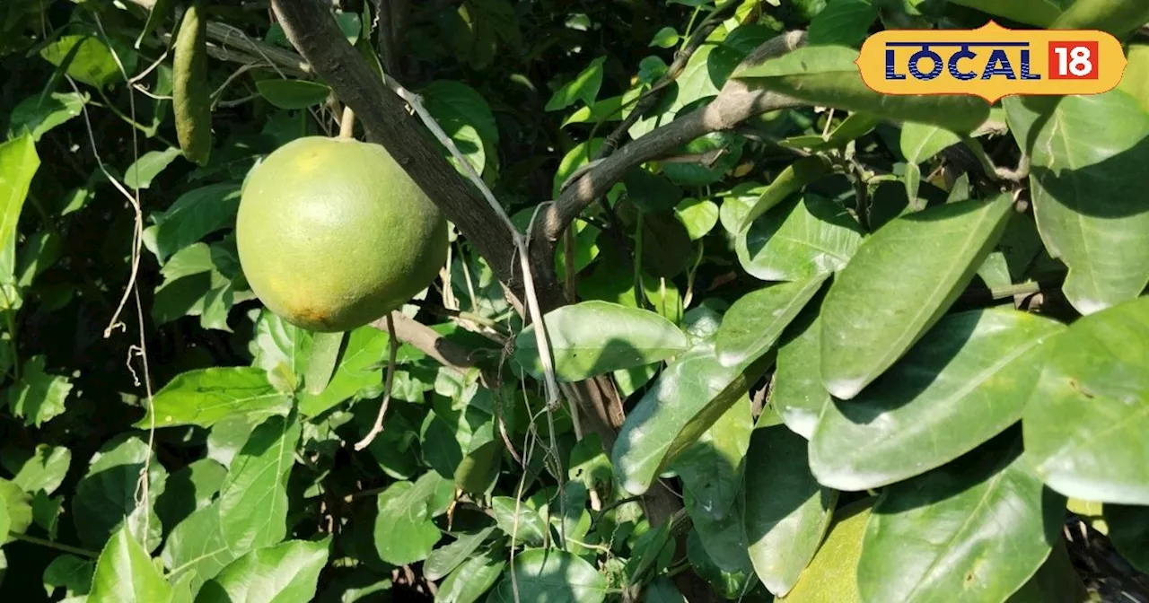 Sweet Lime Farming: मौसंबी की खेती में किसान ने अपनाया यह तरीका, बेहतर उत्पादन के साथ तगड़ी हो रही है कमाई