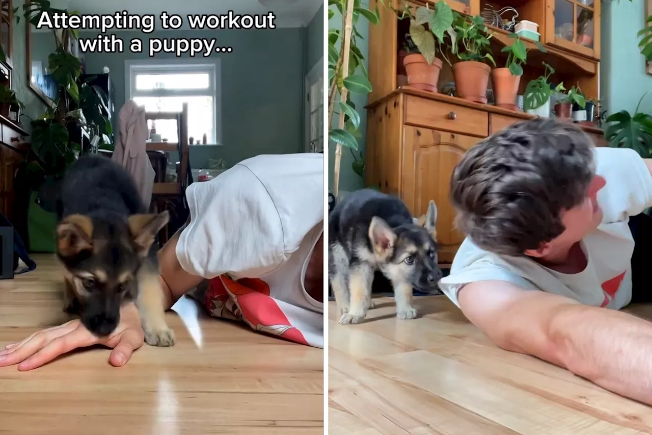 Man With New German Shepherd Puppy Attempts Workout—Goes as You'd Expect