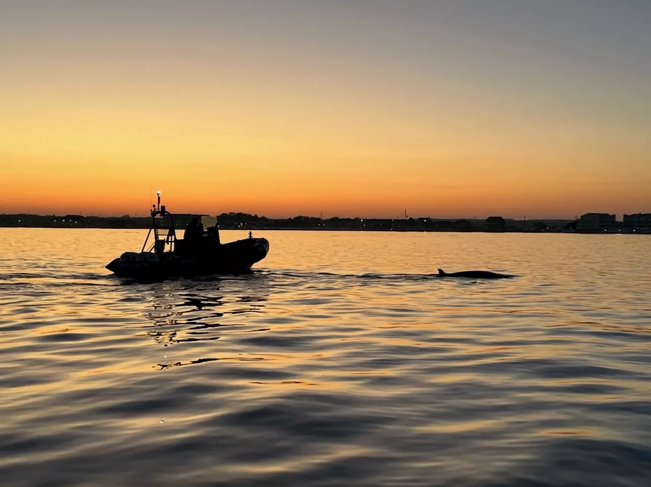 Dead minke whale washes up at Jersey Shore; 2nd whale still floating near Raritan Bay