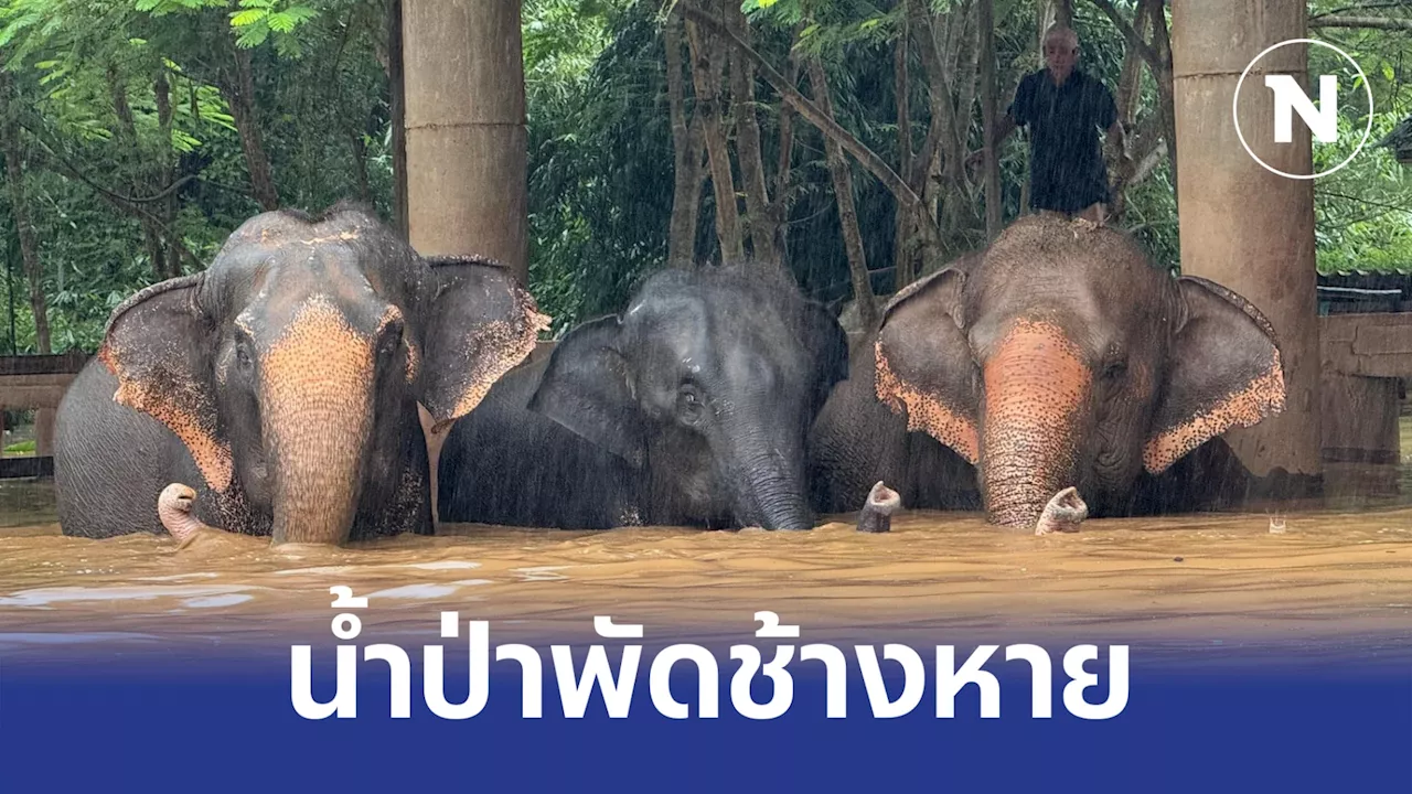 ศูนย์บริบาลช้าง โพสต์ขอความช่วยเหลือ ช้าง-สัตว์ในศูนย์ ถูกน้ำป่าพัดหาย