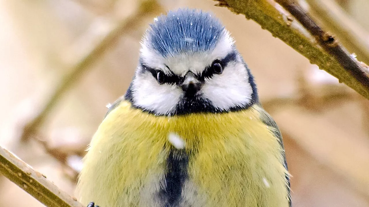 Den eigenen Garten in ein Vogelparadies verwandeln