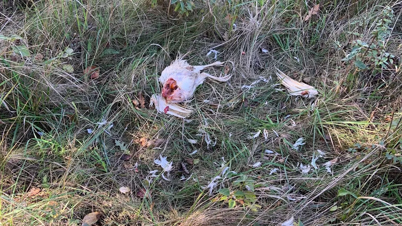 Ganze Gruppe von Hühnern im Arbesthaler Wald neben der A4 ausgesetzt