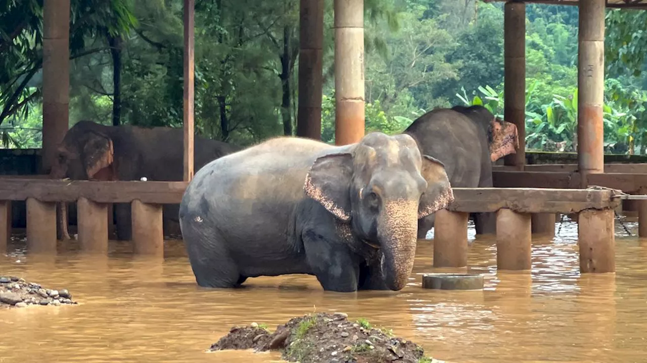 Thailand probeert olifanten te redden na overstromingen