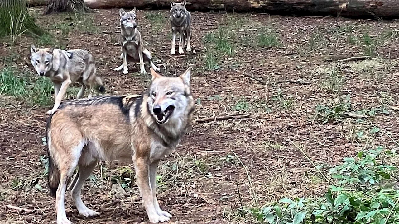 Hessen: Weiter Rätsel um Vaterschaft für Nachwuchs im Wolfsrudel