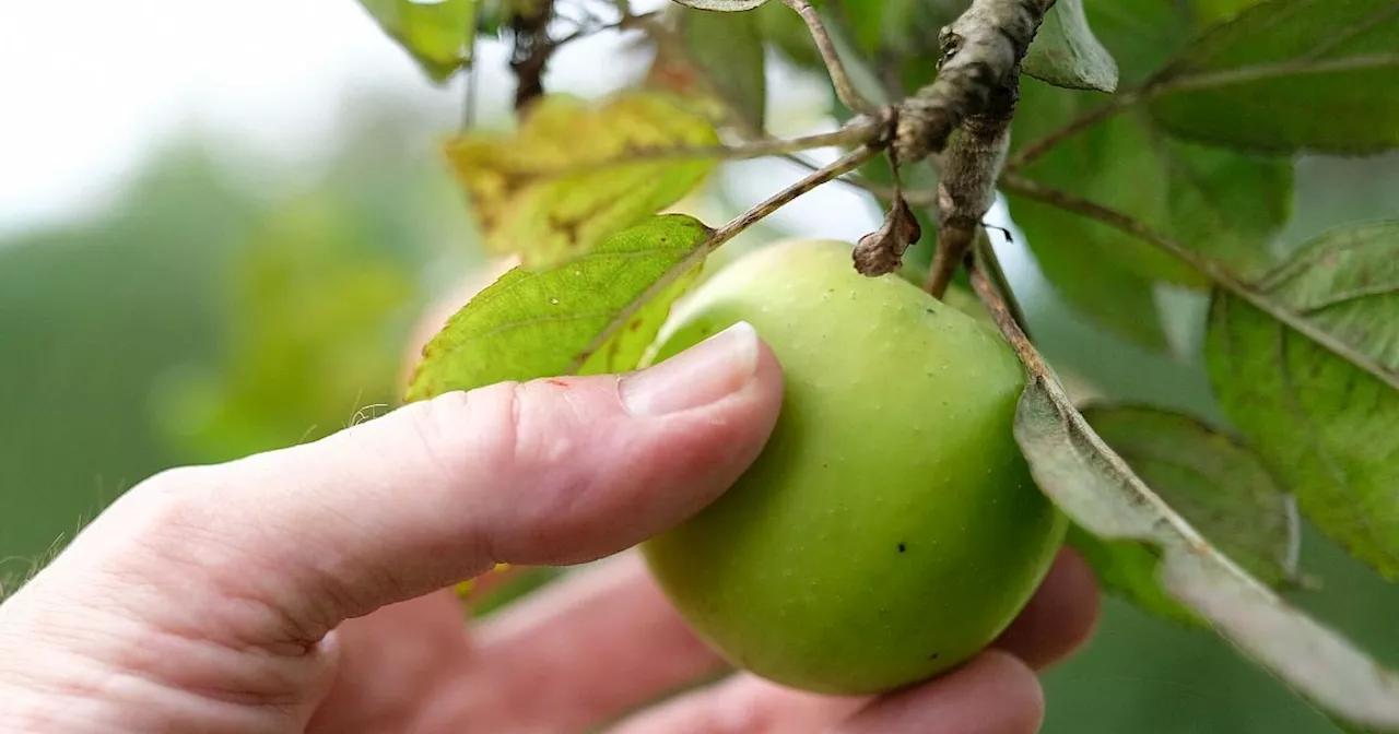 Überhängende Früchte am Zaun: Welche Regeln gelten?