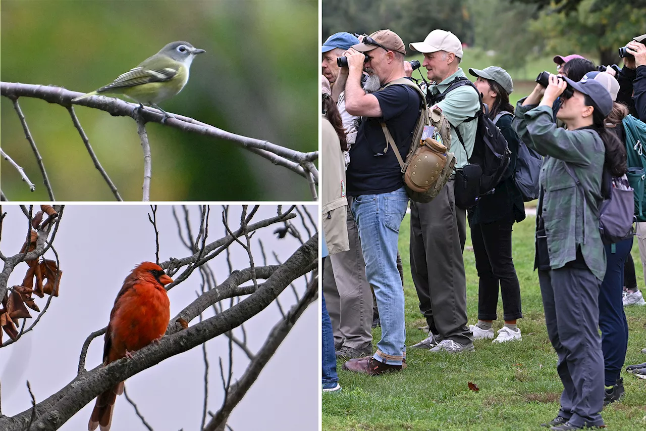 Major bird migration 'pulse' coming to NYC — much to the excitement of bird watchers