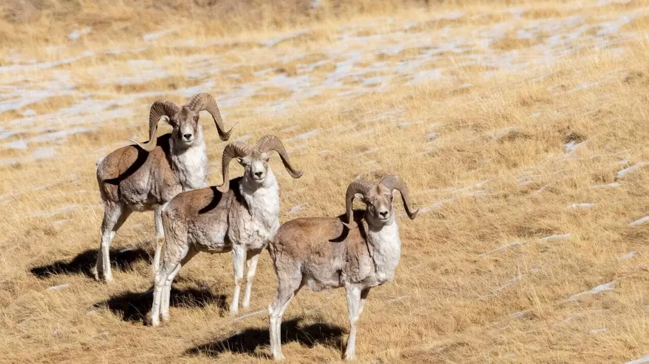 Aux États-Unis, il est condamné pour avoir tenté de créer génétiquement des mouflons géants