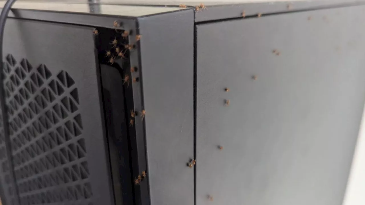 Gamer Discovers Up To 100 Spiders Crawling On Their PC