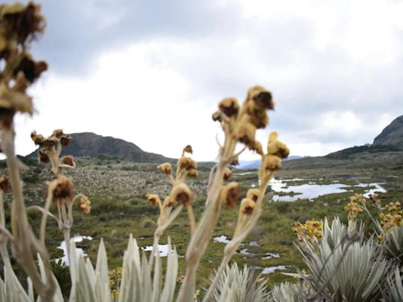 Gobierno colombiano busca inversiones por US$40 millones para transición climática