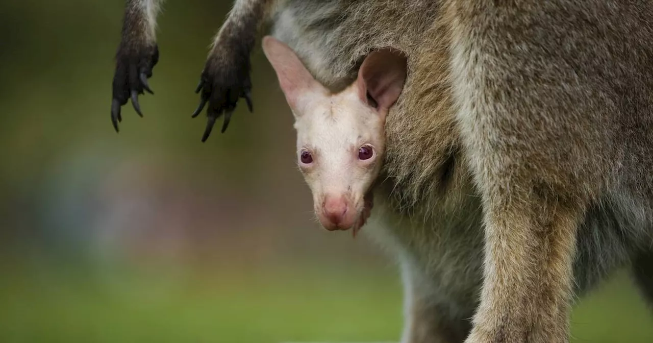 Australien: Seltenes Albino-Wallaby 'Olaf'