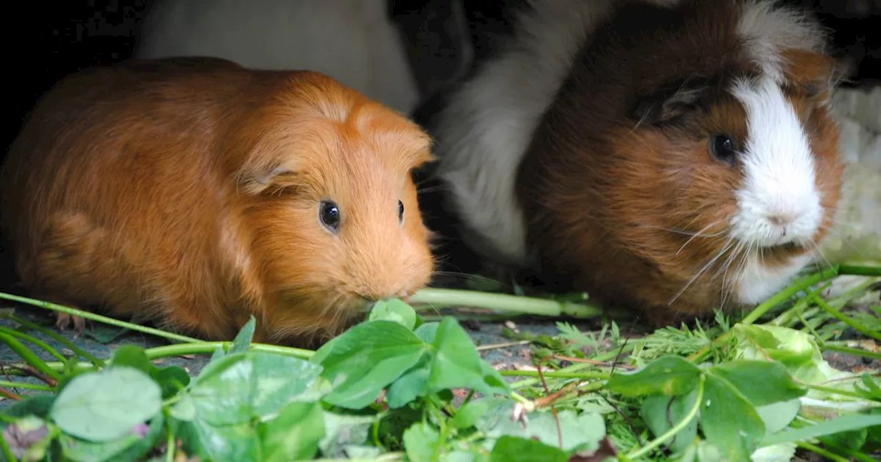 Peru: Spezielles Meerschweinchen als Delikatesse gefeiert