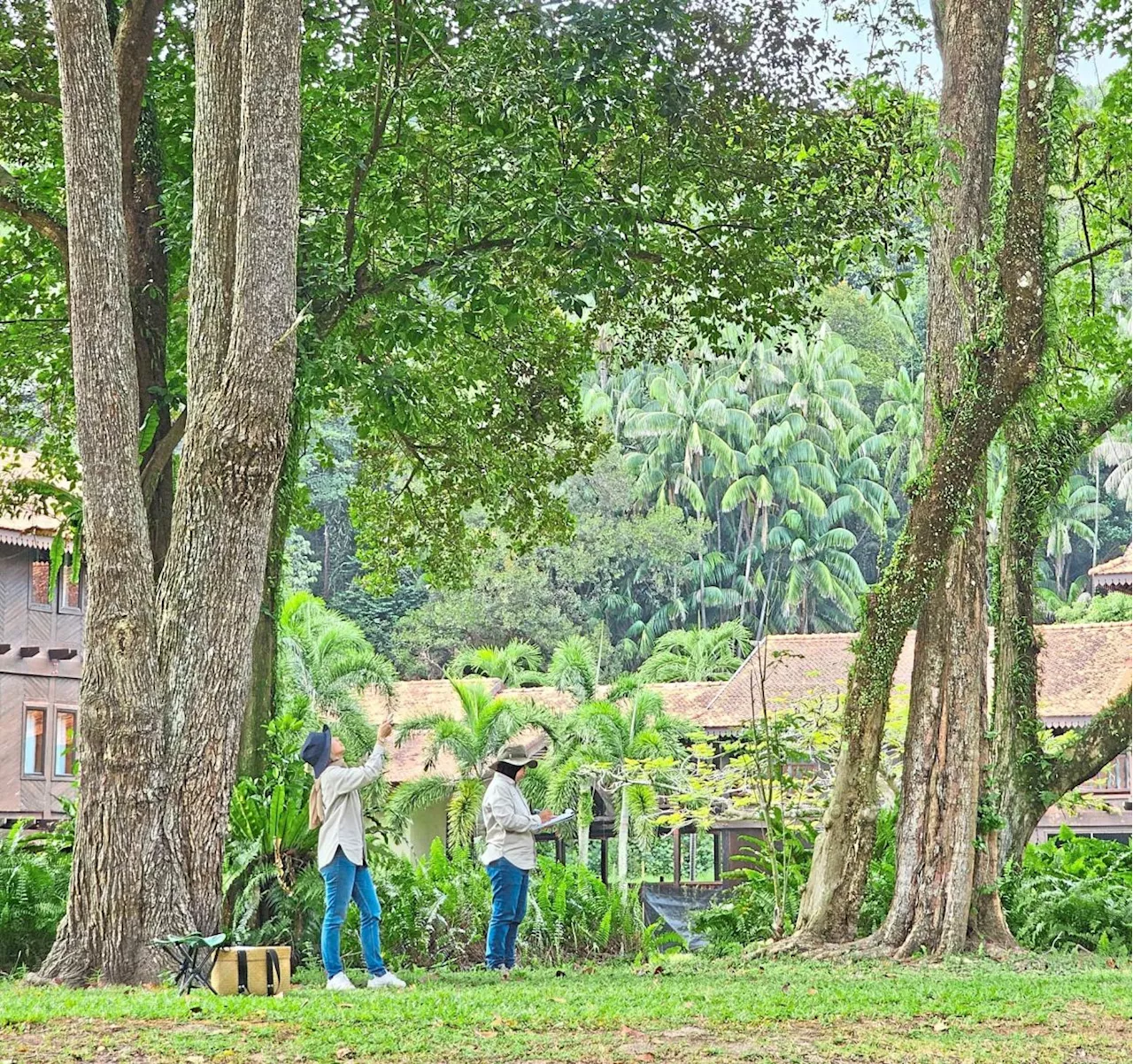 How Malaysian tree doctors take care of our natural heritage in cities