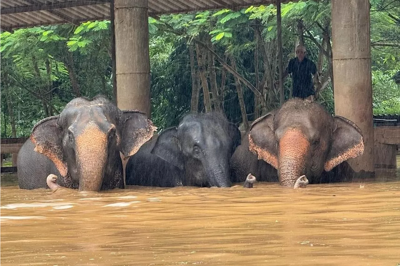 Over 100 elephants evacuated from sanctuary as flooding in northern Thailand worsens