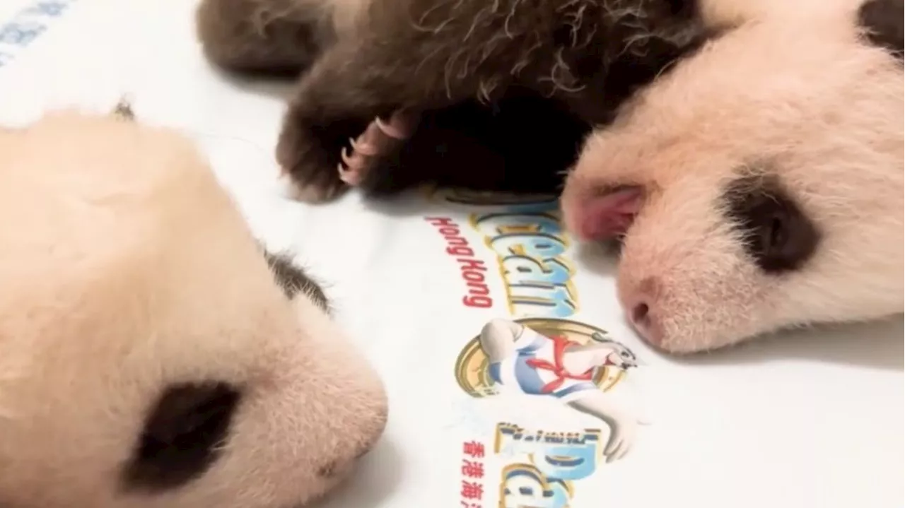 Panda Watch: Hong Kong twins ‘starting to see the world’, graduate from incubators to cots