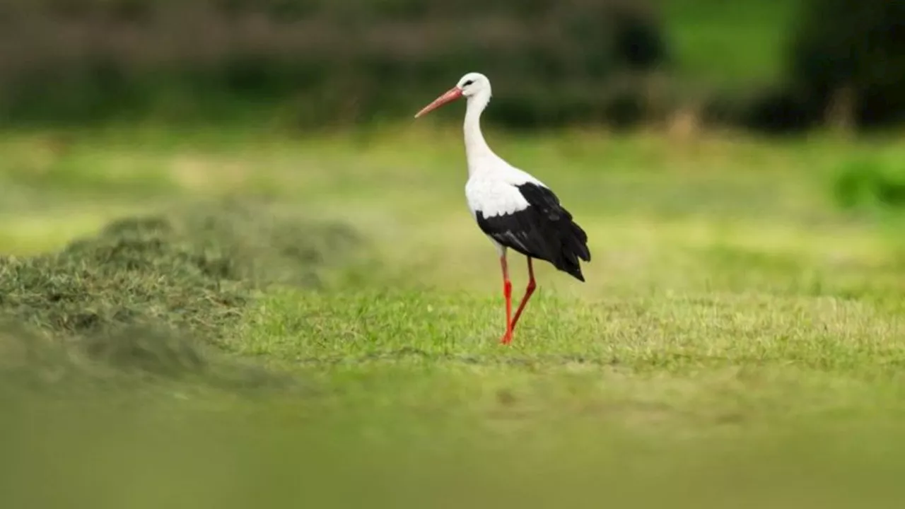 Naturschutz und Tiere: Zahl der Störche in Deutschland steigt