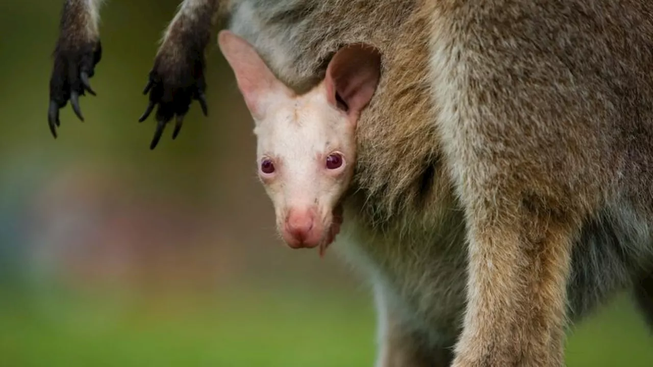 Seltenes Albino-Wallaby in Australien: Wildtier-Park präsentiert Olaf