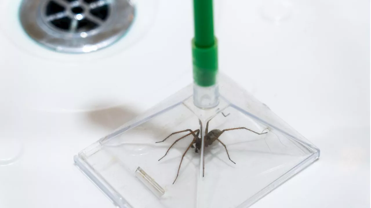 Spinnen lebendig fangen: So sammeln Sie die Insekten ein