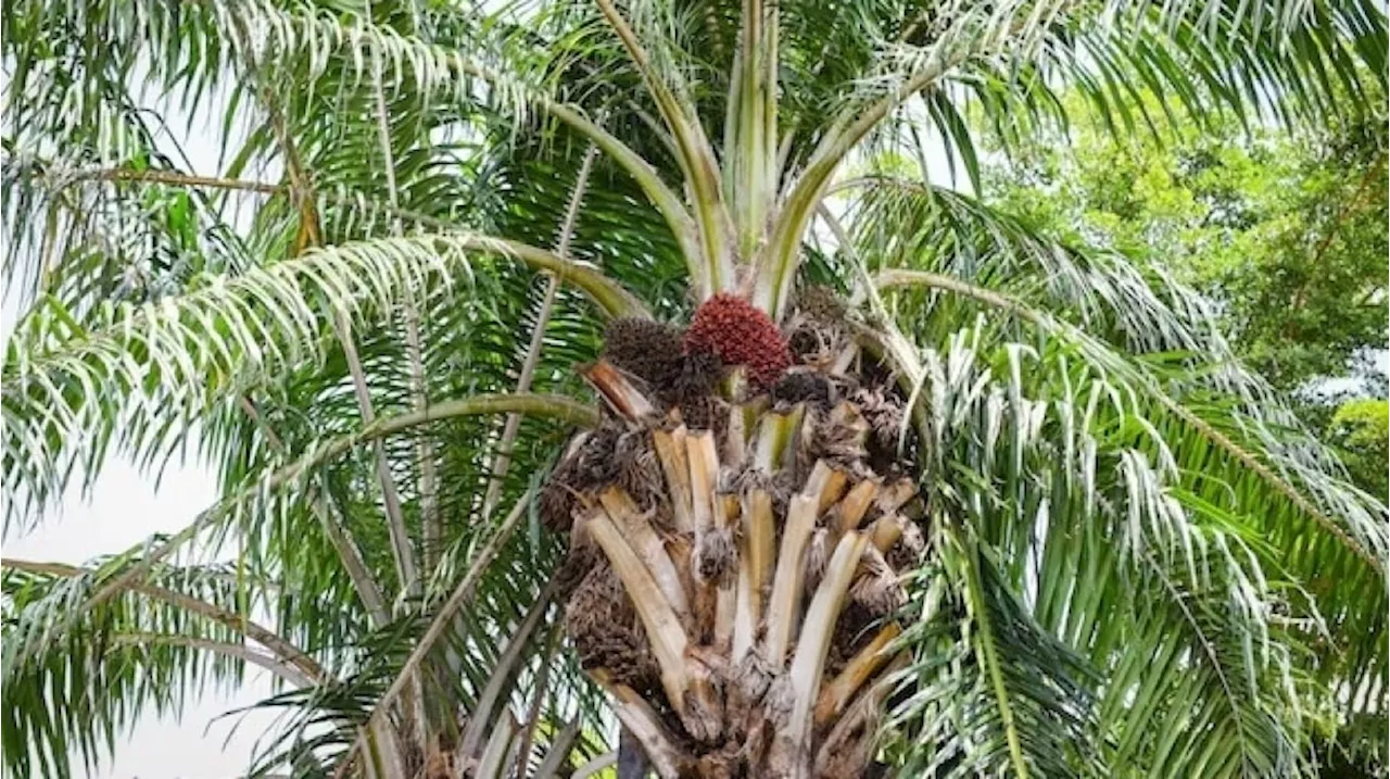 Mengenal Lebih Dekat Pasar Komoditas, Indonesia Jadi Salah Satu Produsen Terbesar