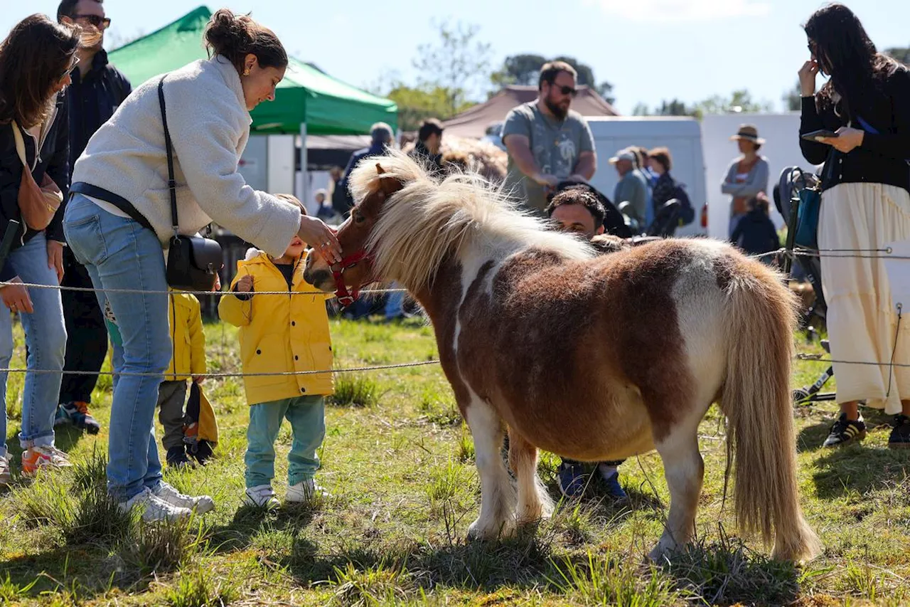 Pessac : la journée mondiale des animaux au cœur de la forêt du Bourgailh