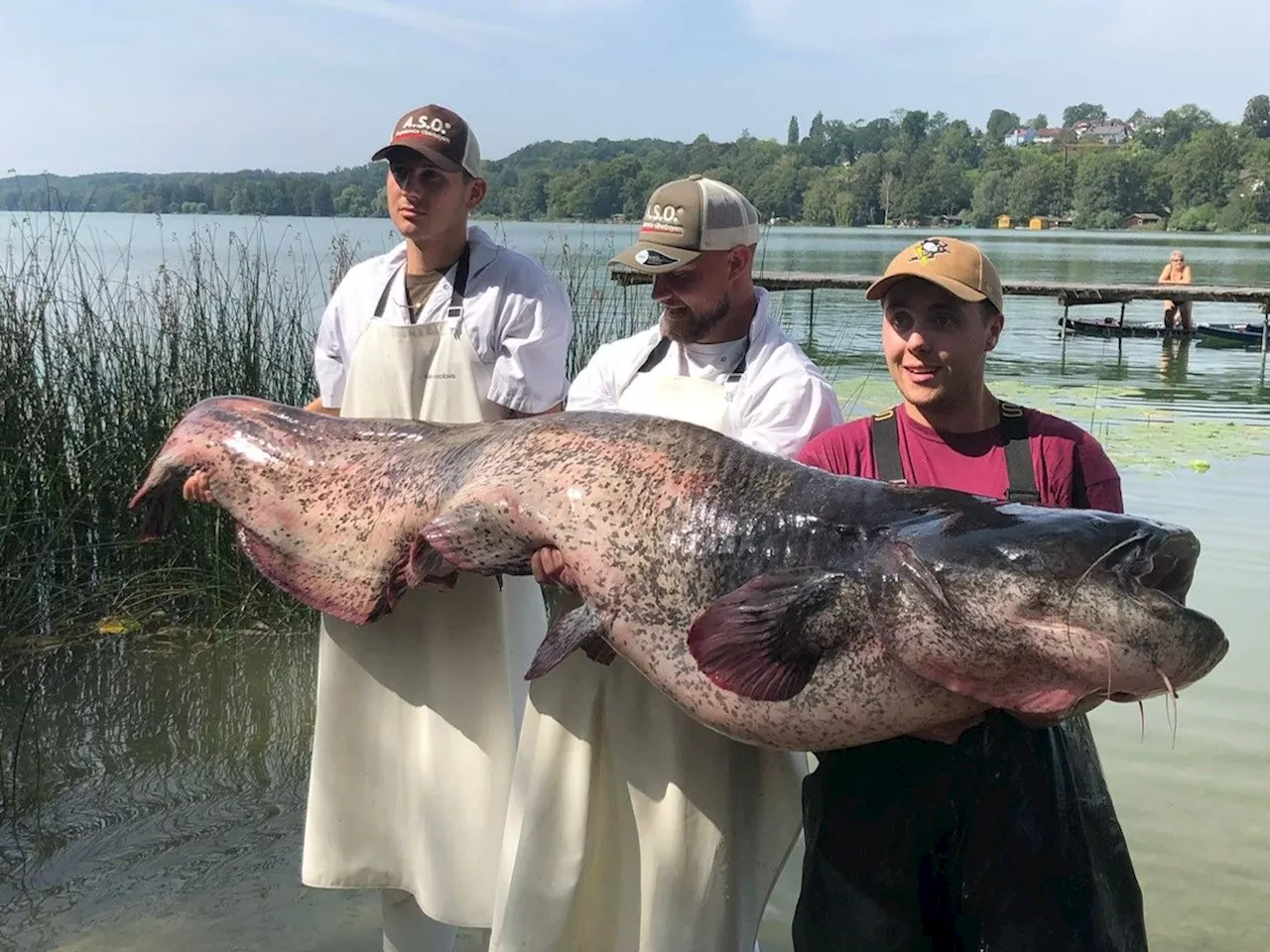 Am Pilsensee: Angler zieht 2,51 Meter langen Riesen-Waller aus dem Wasser